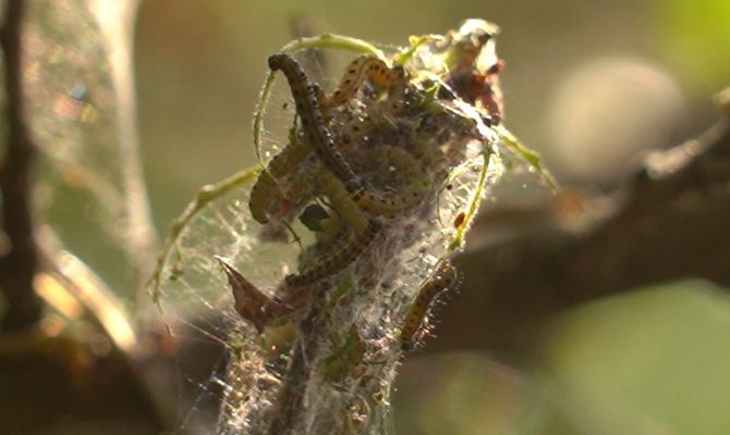 Туляки могут остаться без яблок и ягод из-за нашествия горностаевой моли