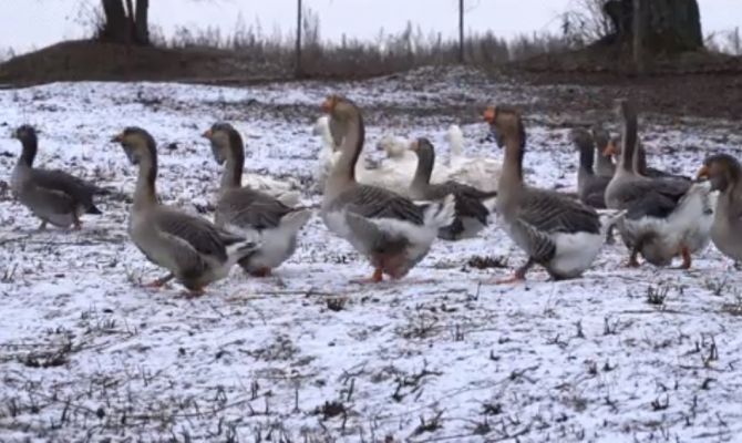 Дело о ДТП в Тульской области с участием гуся передали в Москву
