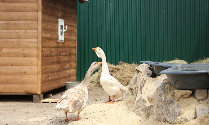 В Тульской области гусь стал причиной ДТП