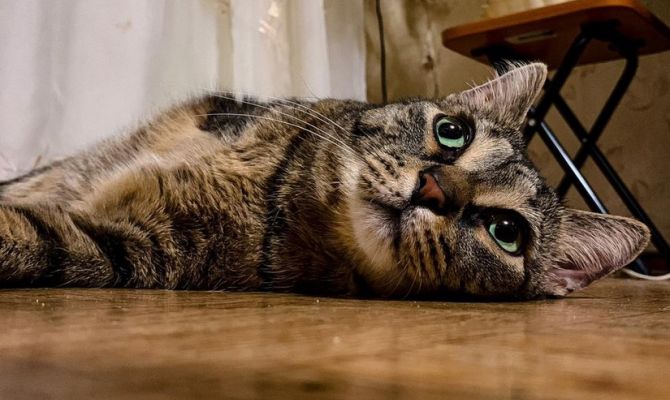 Ветеринар рассказала об опасности праздничного стола для домашних животных