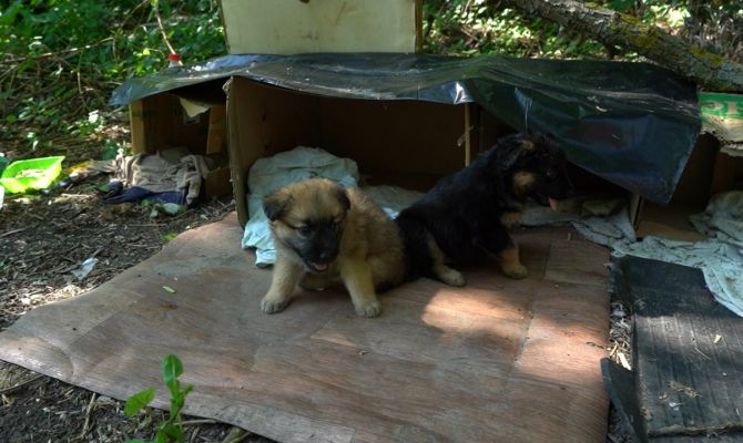 В Туле трое брошенных щенков ищут новый дом