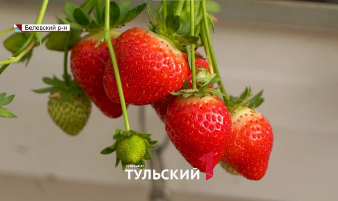 Как вырастить клубнику на балконе зимой: лайфхаки от агрономов