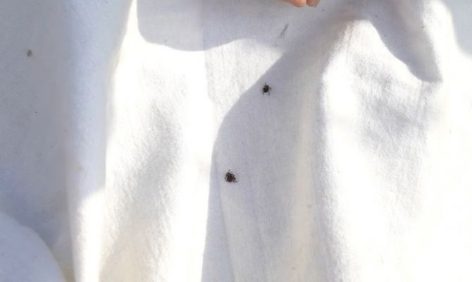 За неделю клещи стали реже кусать туляков