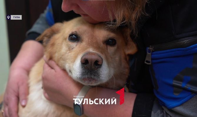 В Тульской области две собаки упали в колодец с битумом