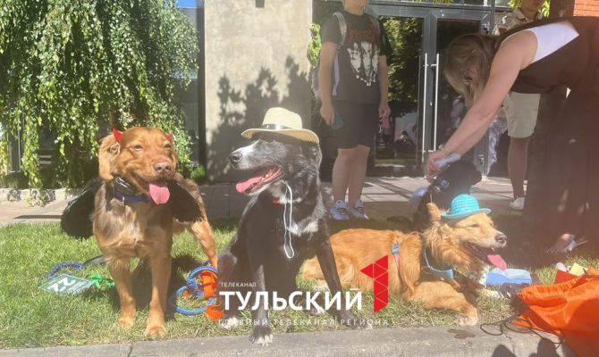 В Туле прошел показ пушистых модников "Гав-кутюр"