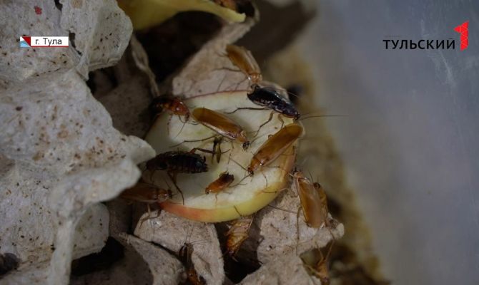 Тульские многоэтажки может ждать нашествие тараканов