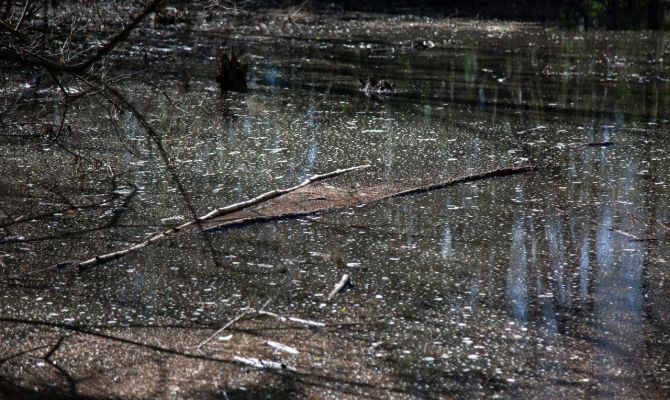 Под Узловой чистый пруд превращается в зловонное болото из-за сточных вод