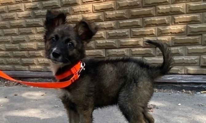 Тульские ветеринары спасли слепого щенка с множественными травмами