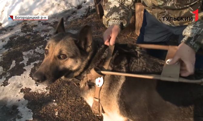 Как людям с ограничениями по зрению получить в Туле собаку-поводыря