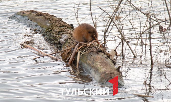 В Туле заметили семейство ондатр: видео