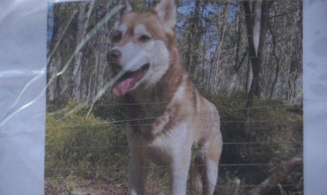 В Туле проблема бегства домашних собак от хозяев приобрела массовый характер