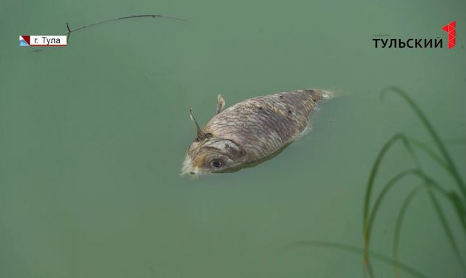 Природа или человеческий фактор: в водоемах Тульской области массово погибает рыба