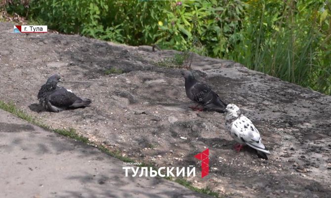 Почему в Туле массово гибнут голуби и при чем здесь нашествие крыс