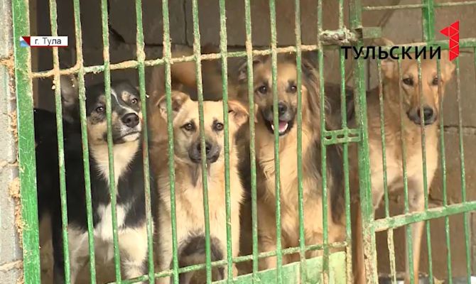 Стройматериалы, одеяла и опилки: туляков просят помочь бездомным животным пережить зиму
