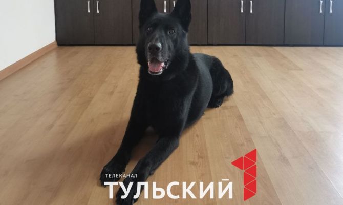 Кинологи рассказали тулякам, как отучить собаку тянуть поводок