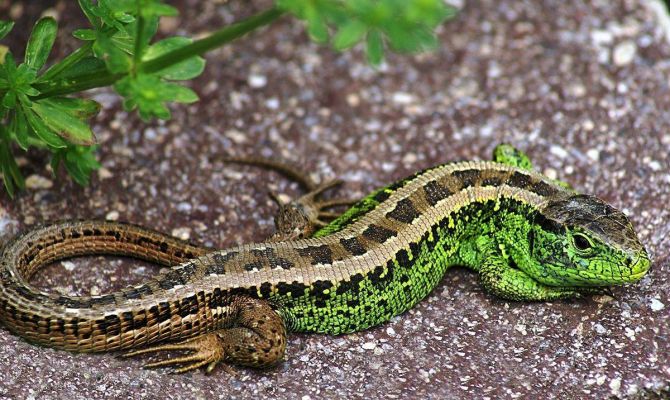 Царица-ящерица: в Тульском экзотариуме покажут «Хозяек Медной горы»