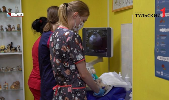 Как тулякам сэкономить на стерилизации своих домашних питомцев