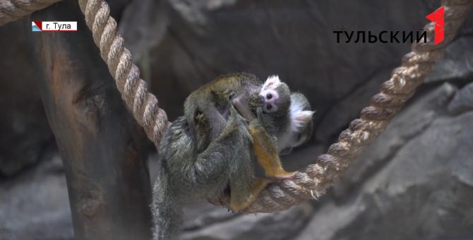 Тульский экзотариум пополнился детенышем «мертвой головы»