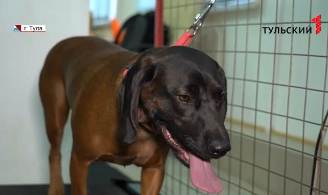 Собака из Тулы поборется за звание Интерчемпиона на международной выставке