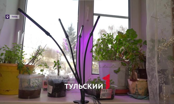 Розовые лампы для рассады: во сколько на самом деле обходится огород на окне