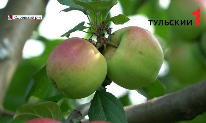 В Тульской области появится 300 гектаров яблоневых и грушевых садов