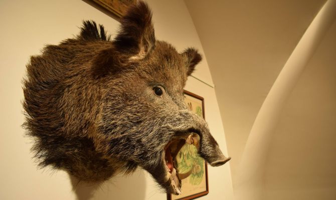 Краеведческий музей покажет экспонаты из своих запасников