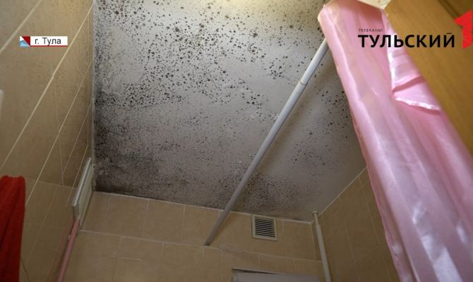 Живой уголок: тулячка почти 10 лет борется с плесенью и слизнями в своей квартире