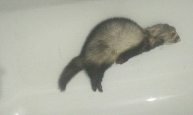 В Киреевске найден пострадавший хорек