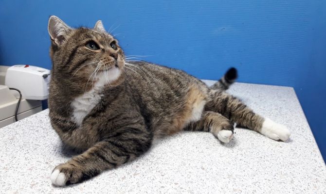 Туляков приглашают на декабрьскую выставку животных «Машина Добра»