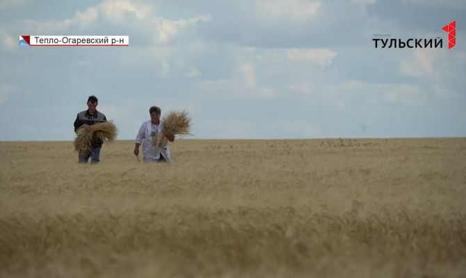 В Тульской области стартовала уборочная: как делают анализы зерна 