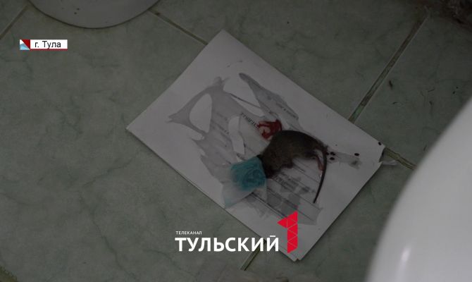Мыши и крысы держат в страхе жителей многоэтажки в Туле