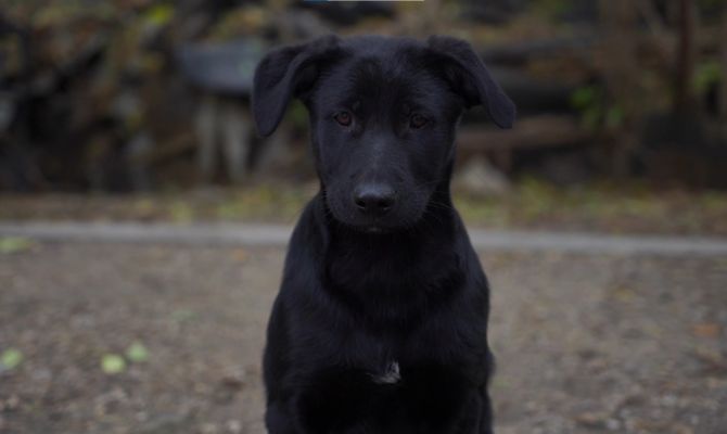 Зоозащитники назвали единственный эффективный способ решения проблемы с бездомными собаками