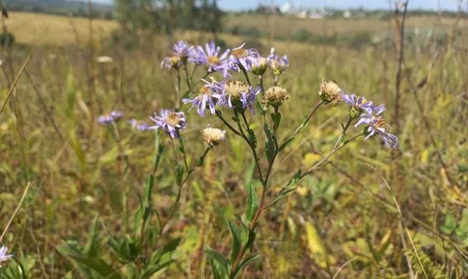 В Тульской области нашли краснокнижную астру ромашковую