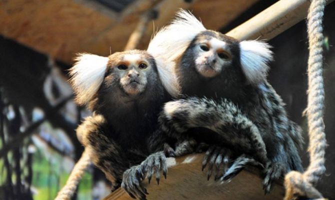 Туляков познакомят с хвостатыми семейками