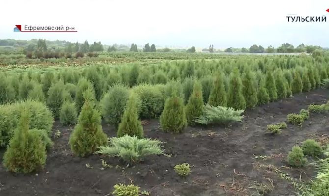 Как за 12 лет фермеры из Ефремова превратили убыточное хозяйство в прибыльный бизнес