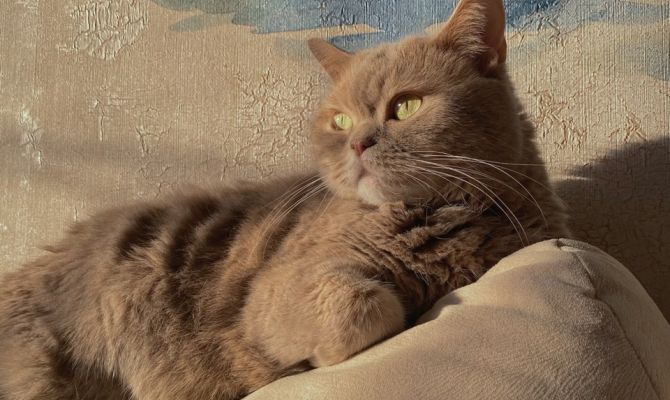 В Туле в два раза вырос спрос на котонянь