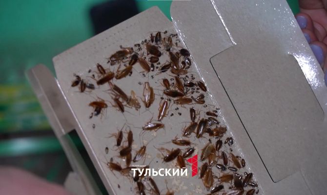 Туляк превратил квартиру в рассадник тараканов и мучает соседей