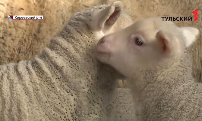 В Тульской области появится мраморное мясо от местного производителя