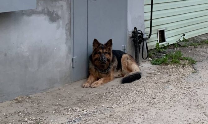 В Новомосковске хозяева бросили собаку у входной двери подъезда: видео