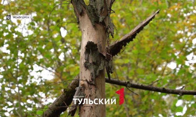 Леса в Тульской области в опасности из-за прожорливых гусениц