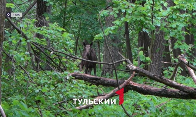 Леса в Тульской области превратились в ясли для животных