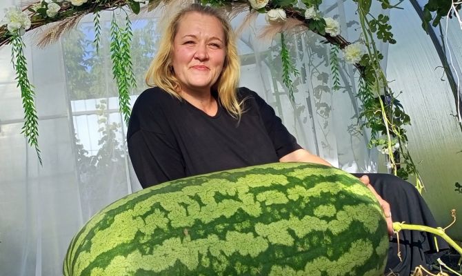 Тулячка вырастила 57-килограммовый арбуз