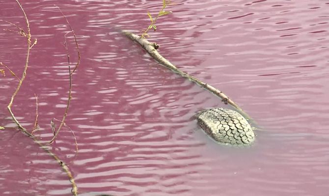 От мора рыбы до воды цвета борща: как объяснить природные аномалии в тульских водоемах