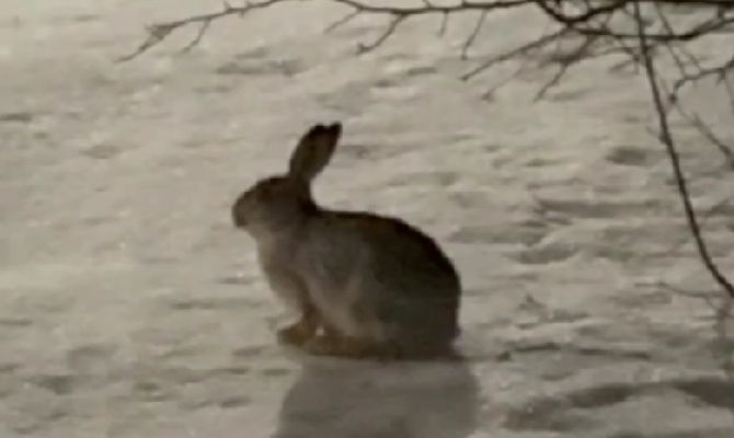 У Центрального парка Тулы заметили задумчивого зайца