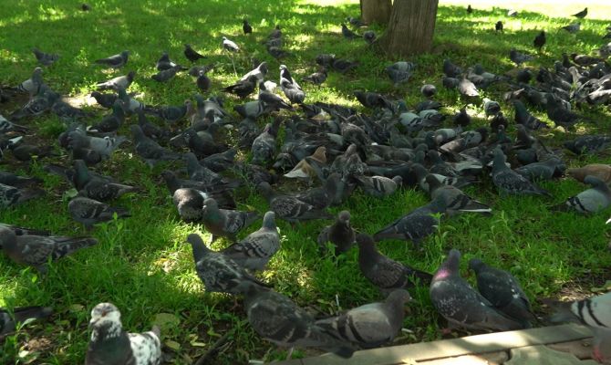 Почему тулякам опасно кормить голубей с рук