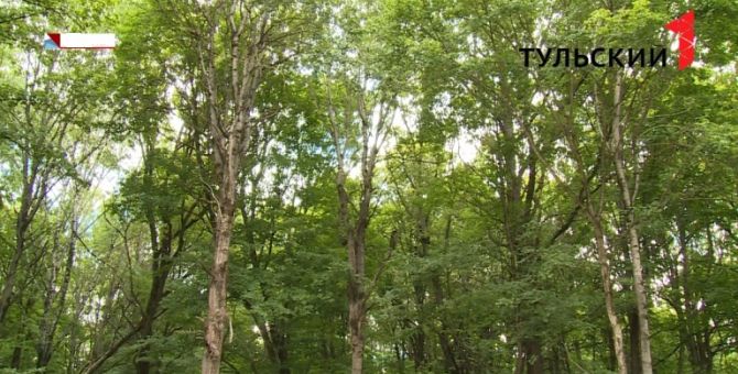Как тулякам выбраться из леса живыми