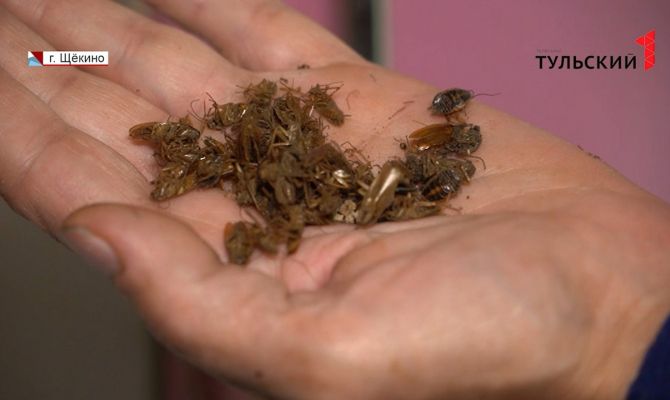 Жителей щекинской многоэтажки периодически накрывает дождь из тараканов