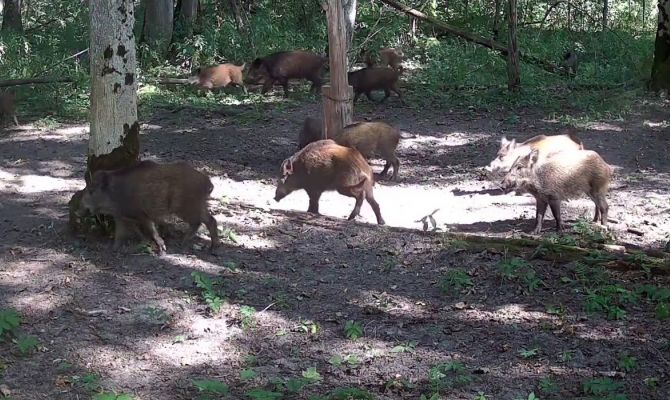 На границе Тульской области сняли на видео стадо кабанов
