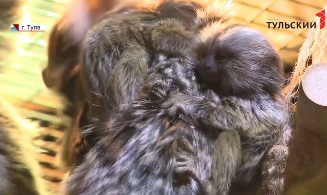 Осторожно, обезьянки: в Туле родились маленькие игрунки
