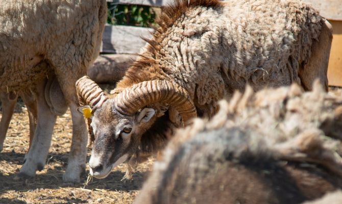 В Кимовском районе пара пастухов присвоила себе «потерянного» барана